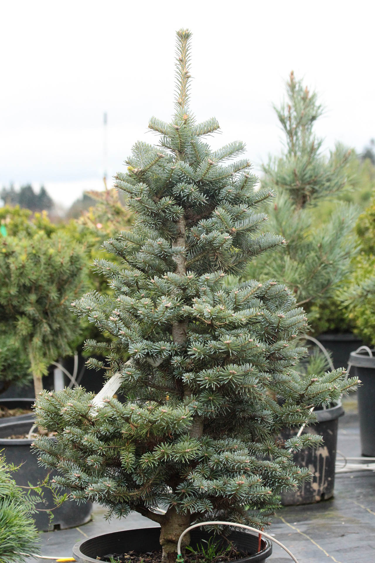 NOBU様専用 レア品種 abies koreana lasiocarpa 【公式通販】 NOBU様専用 レア品種 abies koreana lasiocarpa 【公式通販】